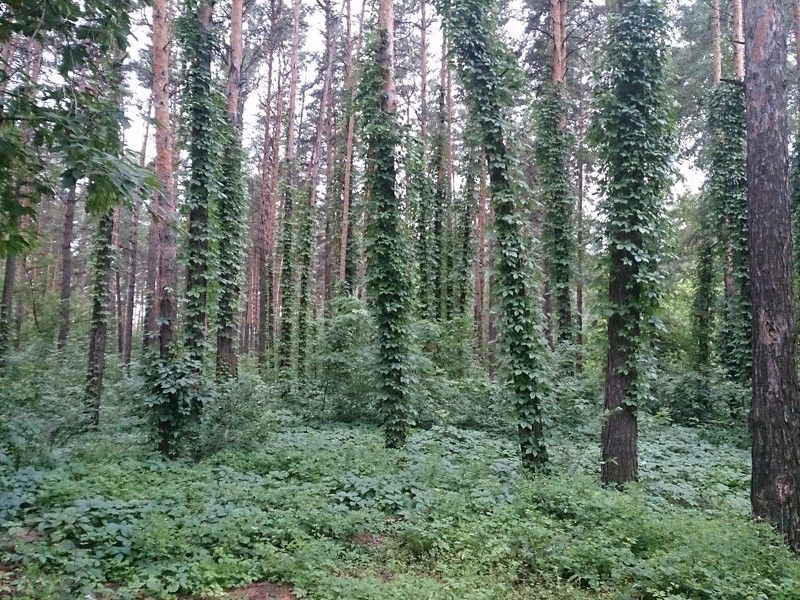 Егор, Russia