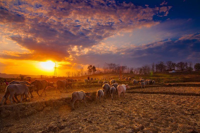 Buffalo, Landsecape, Natural light, Sunset Go Homephoto preview