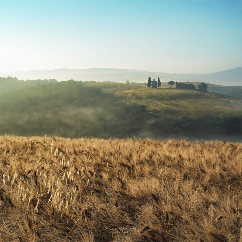 Oats in barleyphoto preview