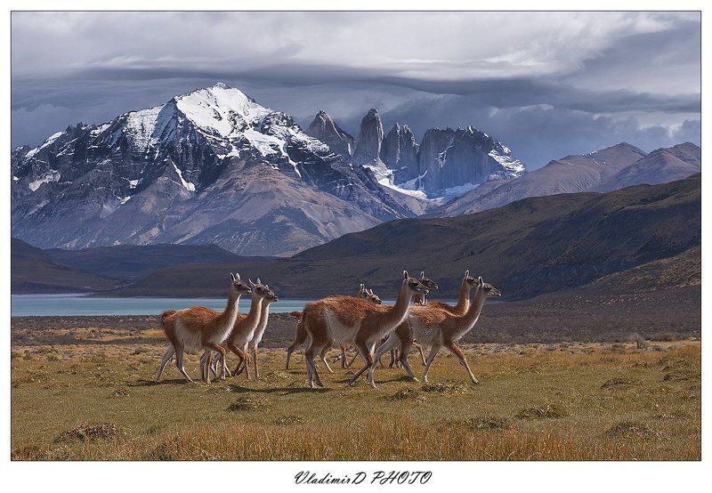 Гуанако, Патагония, Торрес дель пайне, Чили Гуанако в полях Господних.photo preview