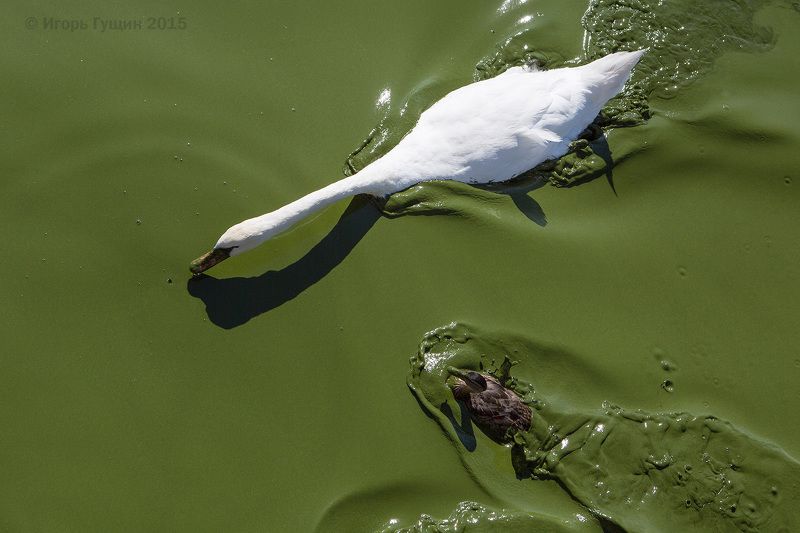 Цветёт Куршский заливphoto preview
