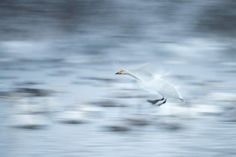 2016, лебедь, озеро, зима, движение Приземлениеphoto preview