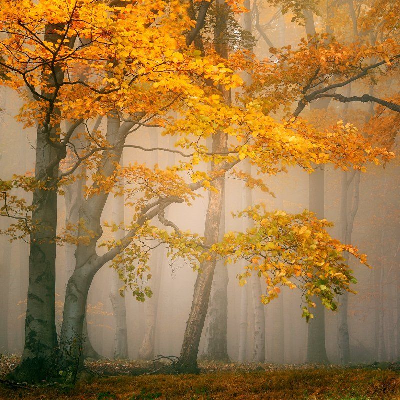 czech republic, ore mountains, autumn, autumn forest, beeches, fog, mist Fairytale forestphoto preview