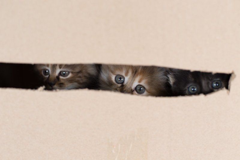 ПРИВЕТ ВАМ ИЗ КОРОБКИ photo preview