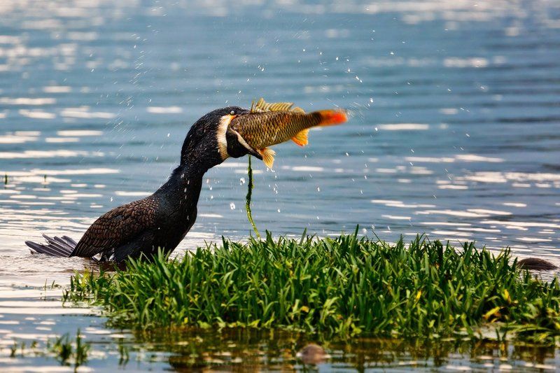 китай, баклан, птица, рыба, рыбалка Удачный уловphoto preview