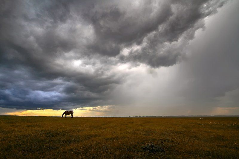 Про одинокую лошадку...photo preview
