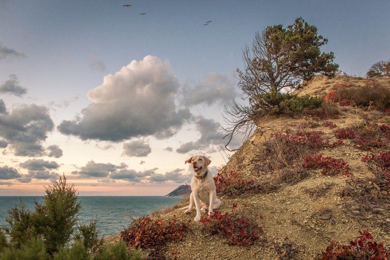 Dog, Sea, Большой Утриш, Вспышка, Закат, Лабрадор, Лабрадор Вспышка, Море, Осень, Собака, Утриш лабрадор по кличке Вспышкаphoto preview