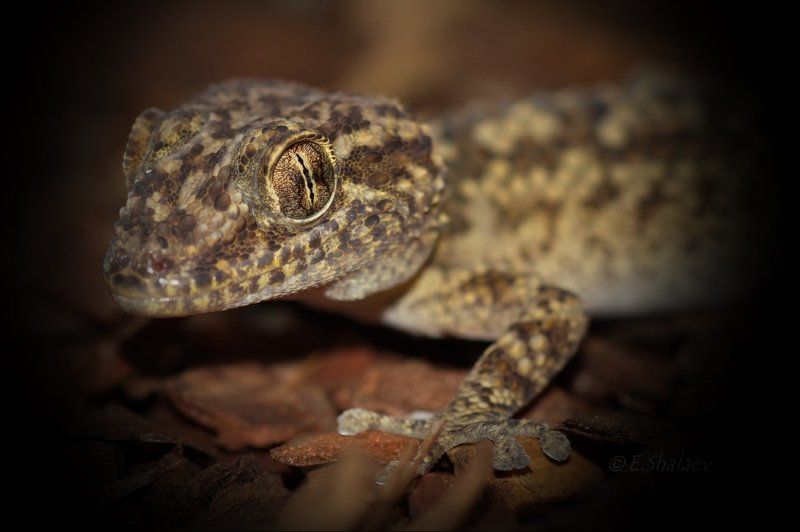 Geckos, Lizards, Paroedura bastardi, Reptilia, Геккон, Геккон земляной Бастарда, Рептилии, Ящерица Живущие в ночи 6photo preview