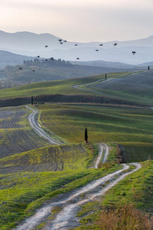 Птицыphoto preview