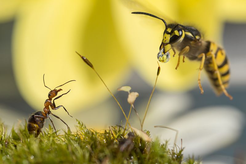 Про осу и Мурашаphoto preview