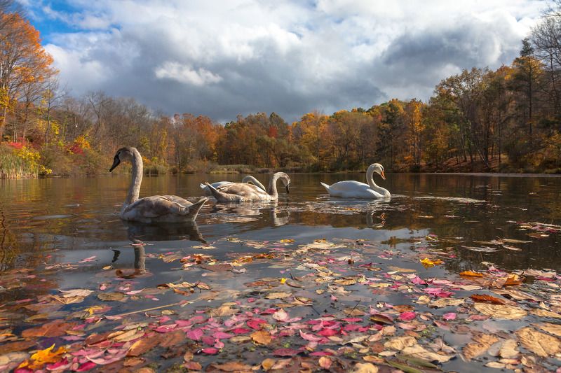 природа,осень,пейзаж,деревья,отражения,озеро,вода,листья,лебеди, Осень на озере.photo preview