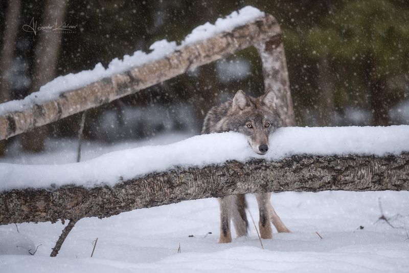 волк,зима,снег,снегопад Меланхолия... фото превью