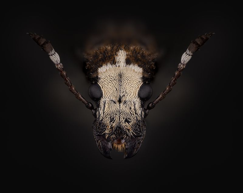 coleoptera, anthribidae, platystomos albinus, ложнослоник беловатый, netikrastraublis Белолобphoto preview