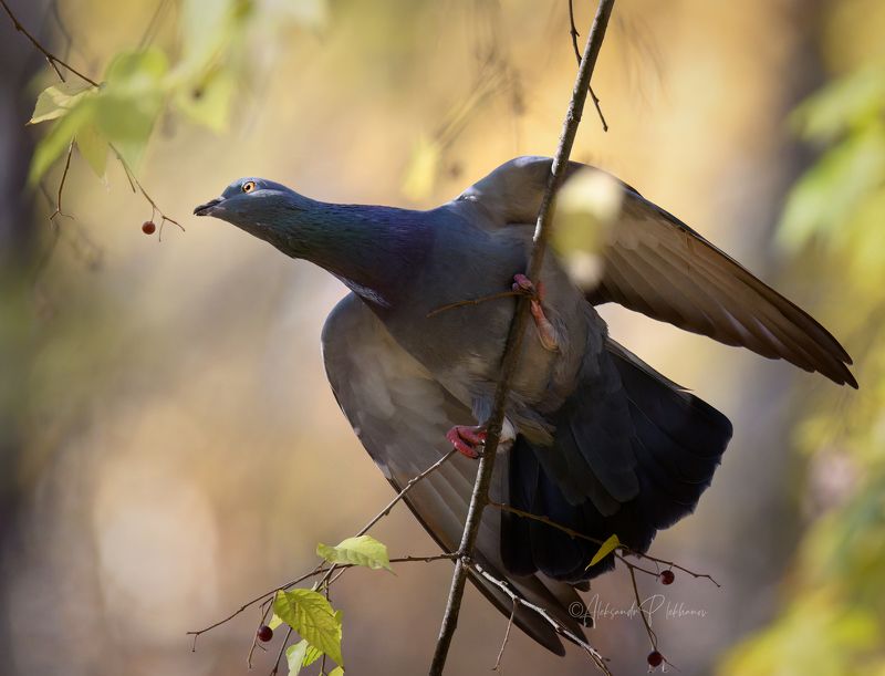 Угощение осениphoto preview