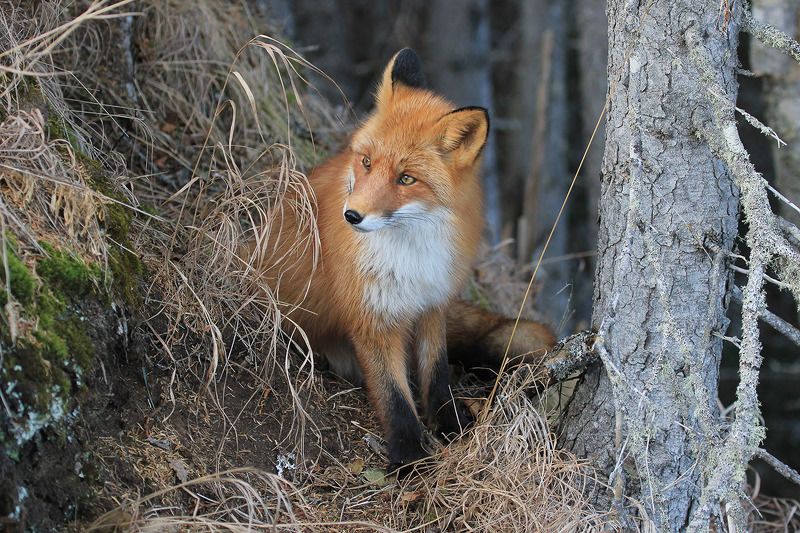 лиса Осеннее настроениеphoto preview