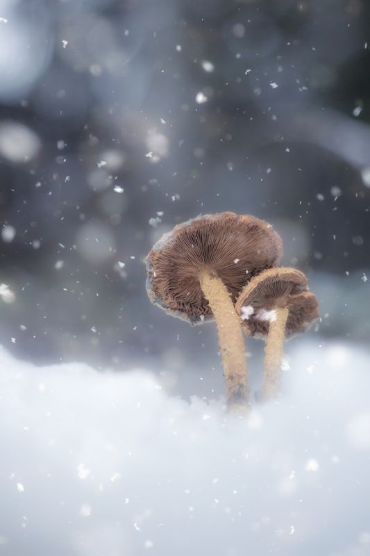 макро, природа, грибы, снег, pentacon, macro, snow, manual lens, forest, nature, mushroom Вдвоёмphoto preview