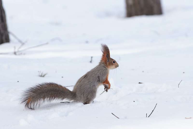 squirrel, volgograd, russia,  #photo preview