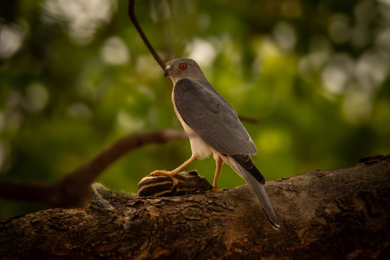 Lunch Time!photo preview