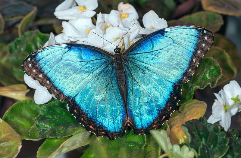 насекомые, бабочка, морфо, пелеида, тропическая Морфо Пелеидаphoto preview