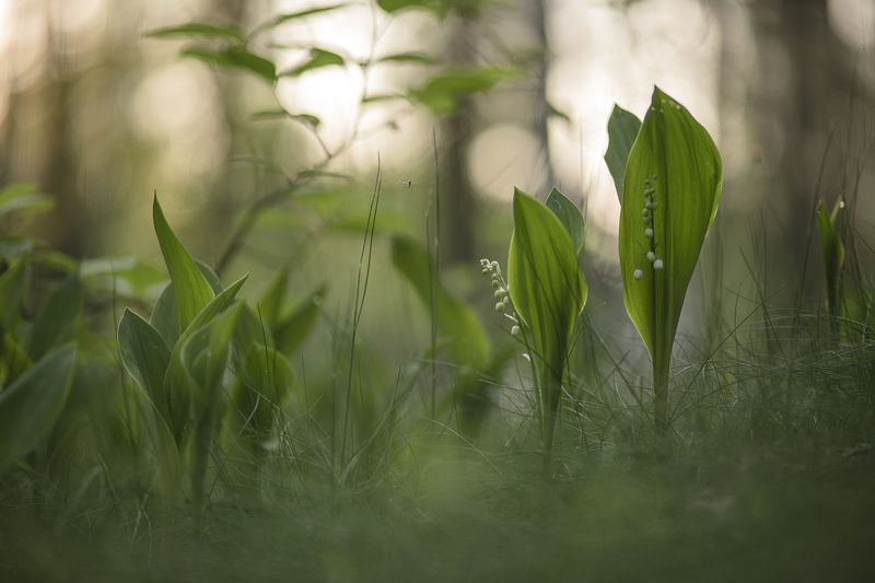 ландыши, полёт, комарик, весна, свет, лес, макро, природа, геннадий мещеряков, nikon d 850, carl zeiss makro-planar t* 100mm f/2 zf.2 Утро в ландышах с комариком...photo preview