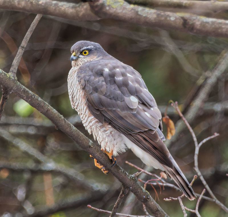 ястреб, птицы Ястребphoto preview