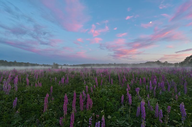 лето,вечер.туман,лбпины,небо.облака,краски вечерние люпиныphoto preview