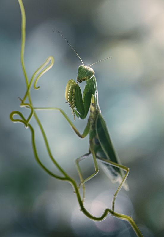 Учитель танцевphoto preview