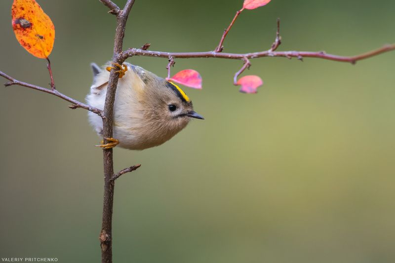 Желтоголовый королёкphoto preview
