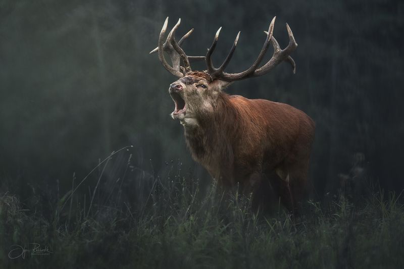 олень, беларусь, гон, deer, rut, осенний гон, красный бор Дуэлянт фото превью