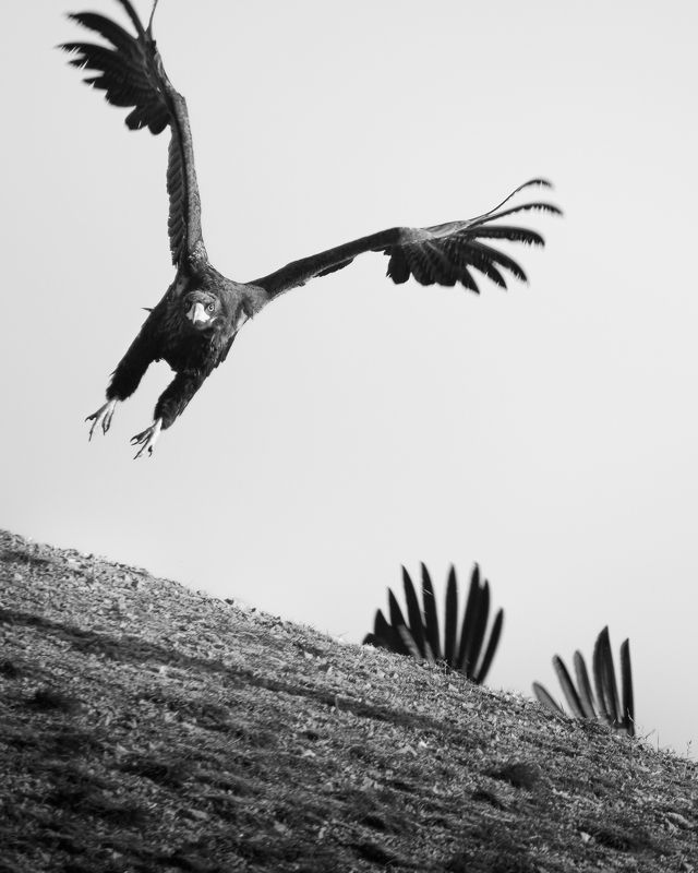 Прятки…photo preview