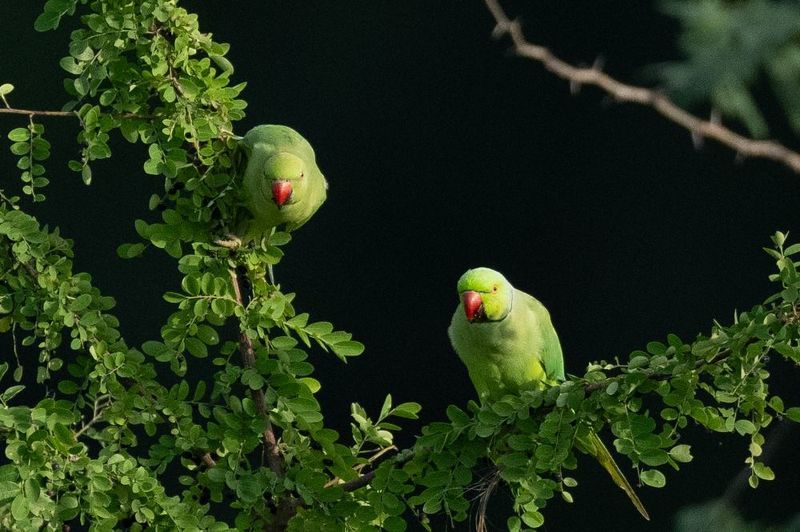 Parakeetsphoto preview