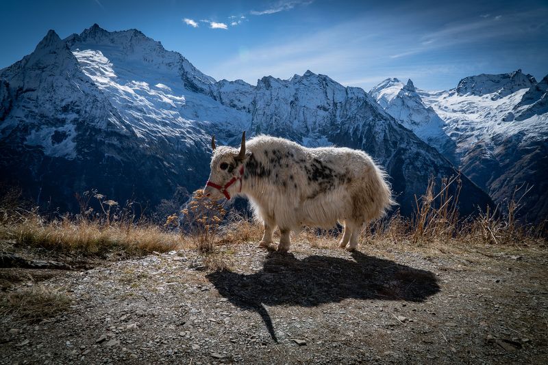 россия, карачаево-черкессия, домбай, гора мусса-ачитара, Як Гошаphoto preview