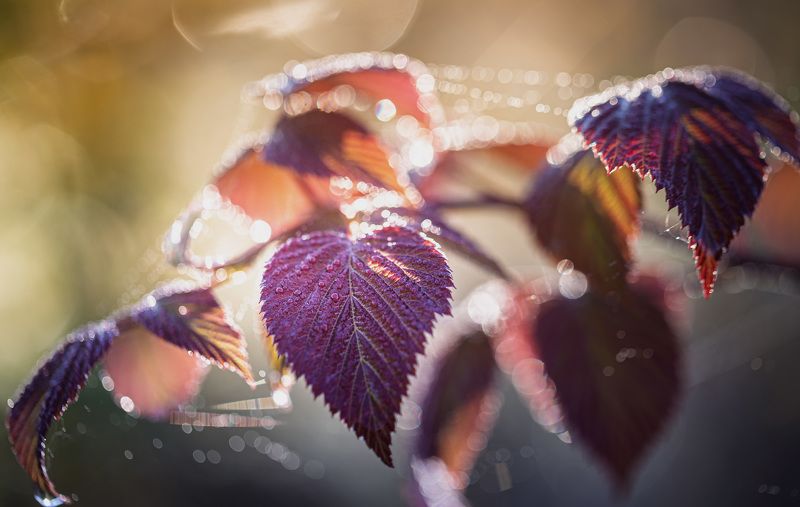 Торбеево Осеннее утро... фото превью