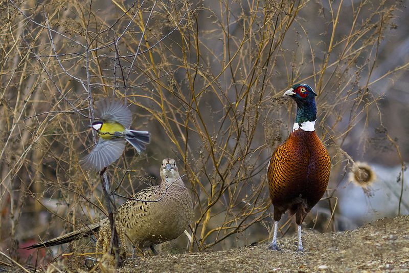 природа семьяphoto preview