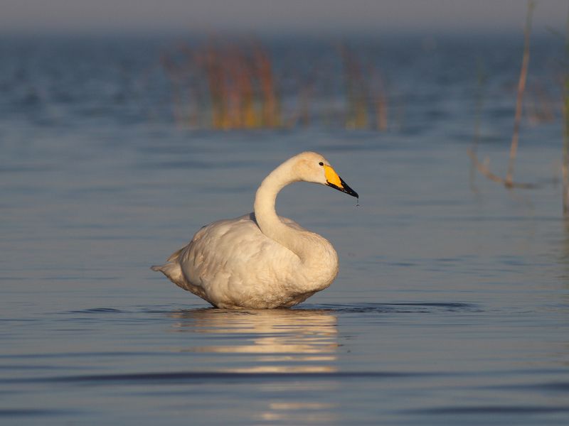 лебедь-кликун, лебедь, cygnus cygnus, whooper swan, swan, куршская коса, куршский залив Капелькаphoto preview