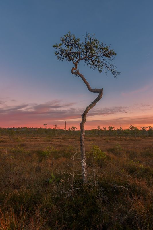болото, ленинградская область Бонсай на северных болотахphoto preview