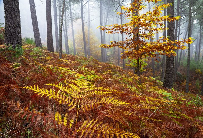 photo, photography, picture, land, landscape, nature, autumn, river, color, mood , colorful, green, river, flow, flowing, forest, mountains Ancient autumnphoto preview