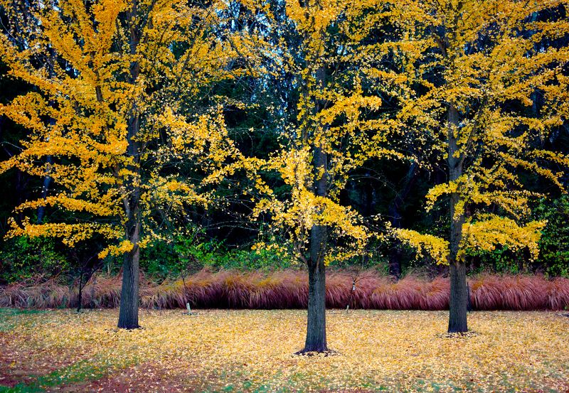 перспектива осенняя Опять листопадphoto preview