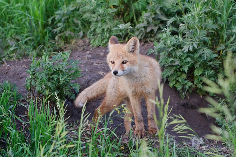 лиса Сестричкаphoto preview