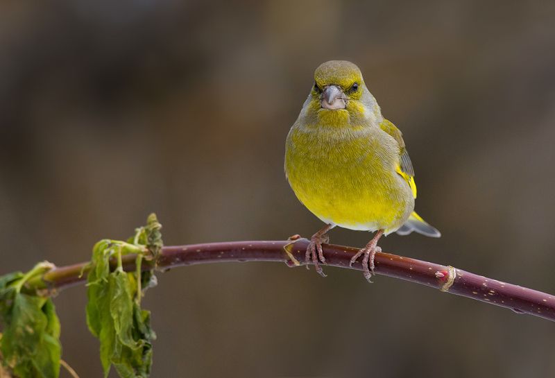 зеленушка,самец,осень,ноябрь Поздней осенью...photo preview