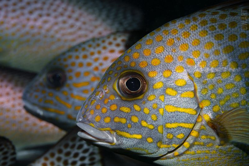 Чувство локтяphoto preview