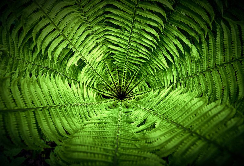 папоротник, валдай, валдайский национальный парк, Лесной порталphoto preview