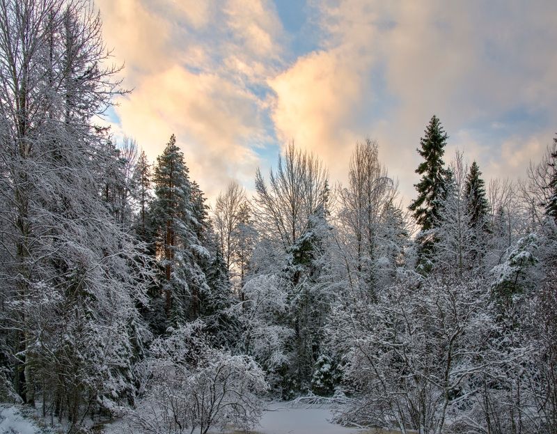 снег дерево лес облака Ну вот и зима пришлаphoto preview