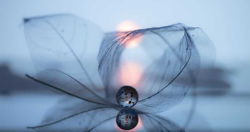 макро, macro, отражение, reflection, blue Хрупкий мирphoto preview