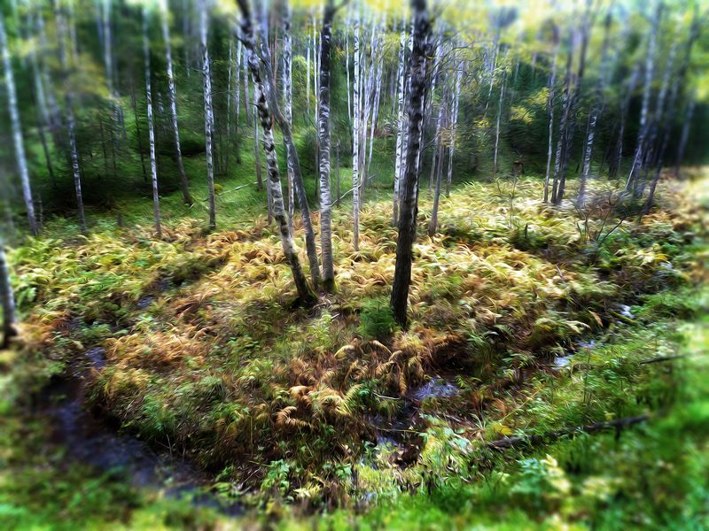 Островок на болоте.photo preview