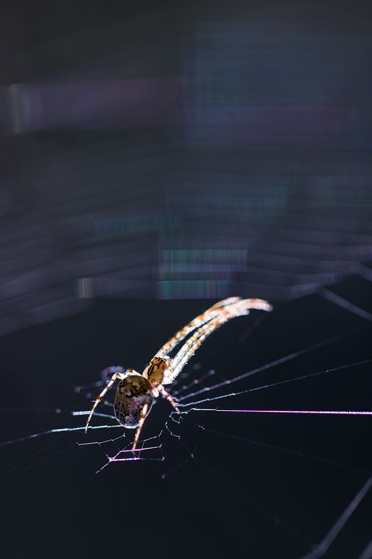 макро, паук, spider, macro \