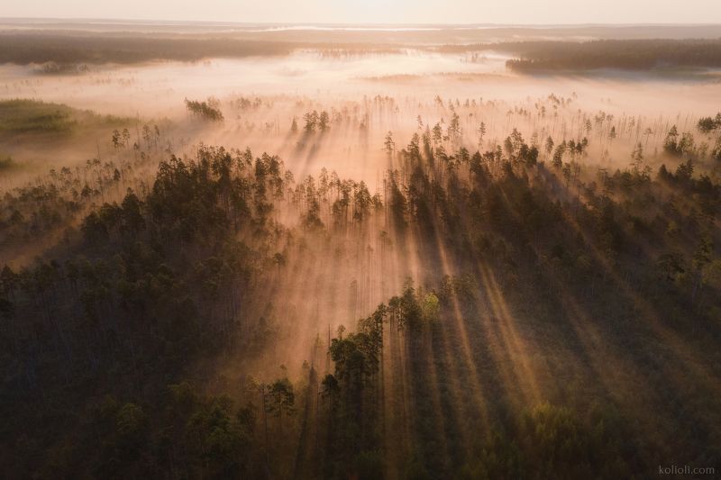 болото, карельский перешеек, ленинградская область, озерковый ландшафт, туман, рассвет Лето на болотах Карельского перешейкаphoto preview