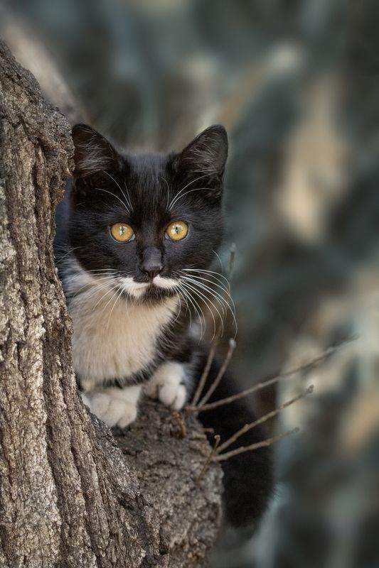 котик Зимний котик фото превью