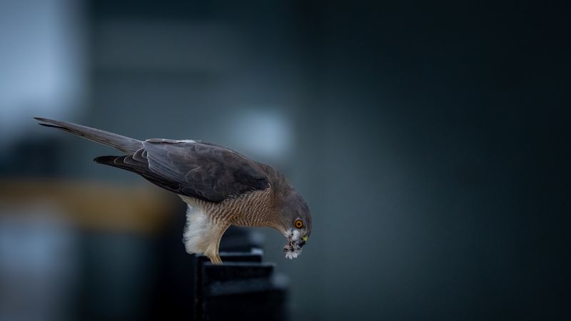 Fresh Killphoto preview