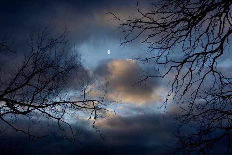 утро, ночь, луна, деревья Ранним, холодным осенним утром.photo preview